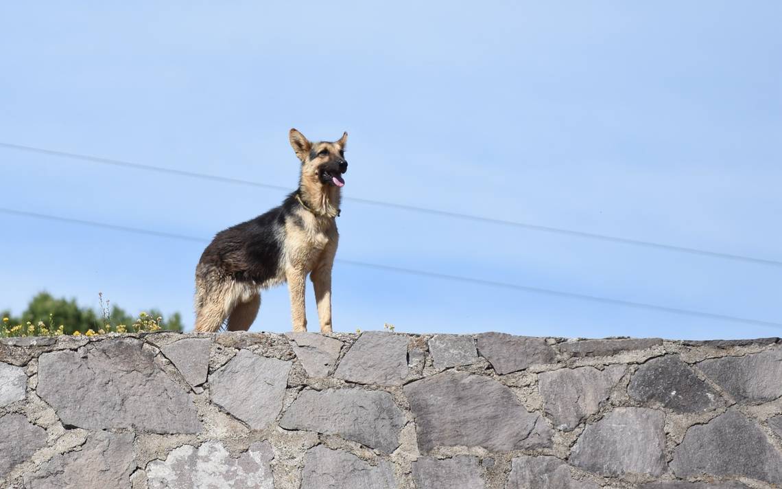 son cascabeles perro malo