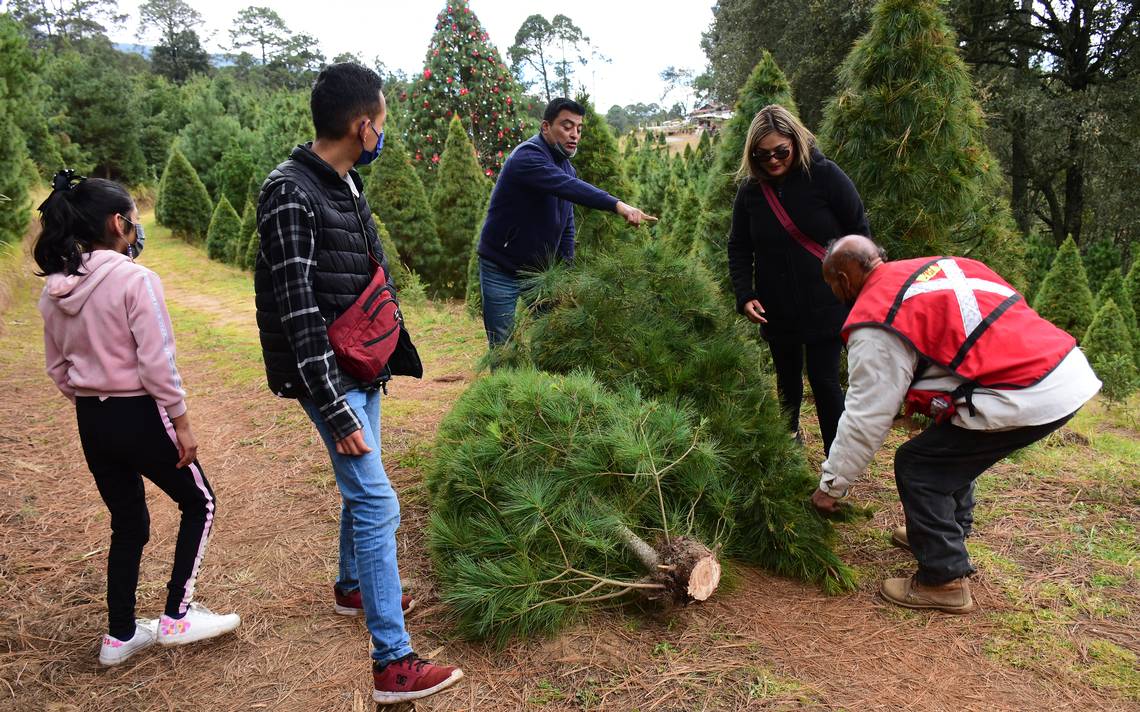Dónde comprar árboles naturales de Navidad en Tlaxcala - El Sol de Tlaxcala  | Noticias Locales, Policiacas, sobre México, Tlaxcala y el Mundo