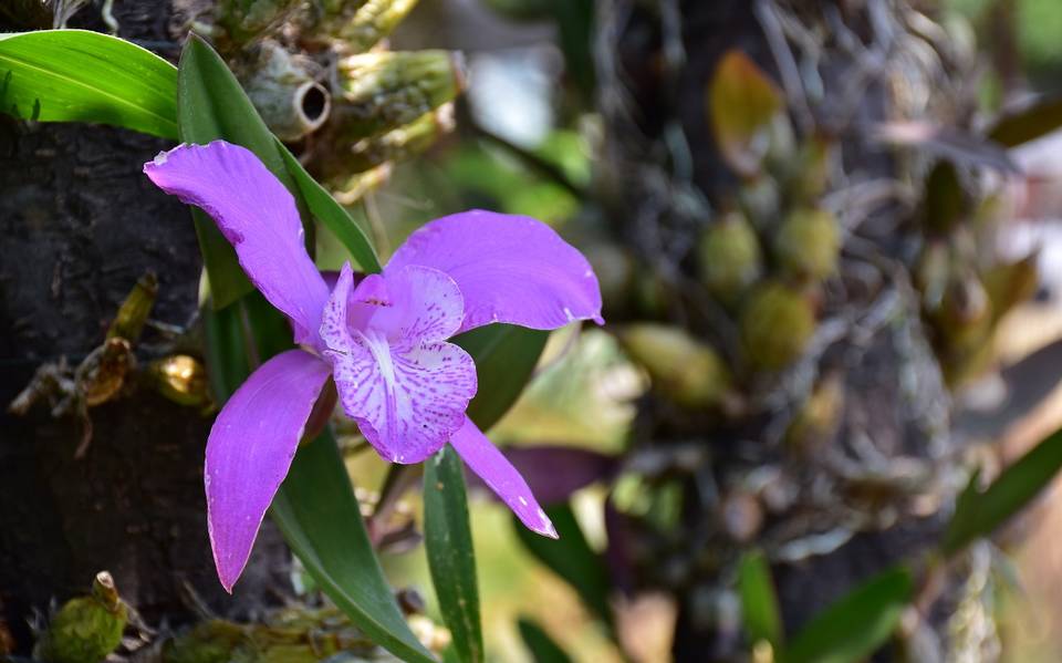 Preparan productores “Expo Orquídeas Belén desde su Hábitat” - El Sol de  Tlaxcala | Noticias Locales, Policiacas, sobre México, Tlaxcala y el Mundo