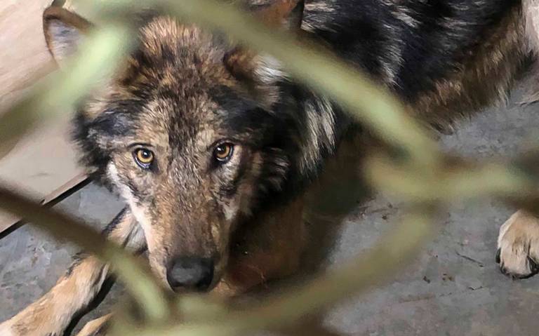 Llegan al Zoológico de Tlaxcala tres ejemplares de Lobo Mexicano - El Sol  de Tlaxcala | Noticias Locales, Policiacas, sobre México, Tlaxcala y el  Mundo