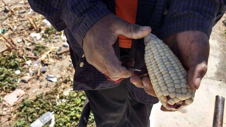 Alcanza los $4 mil precio por tonelada de maíz cacahuazintle - El Sol de  Tlaxcala | Noticias Locales, Policiacas, sobre México, Tlaxcala y el Mundo