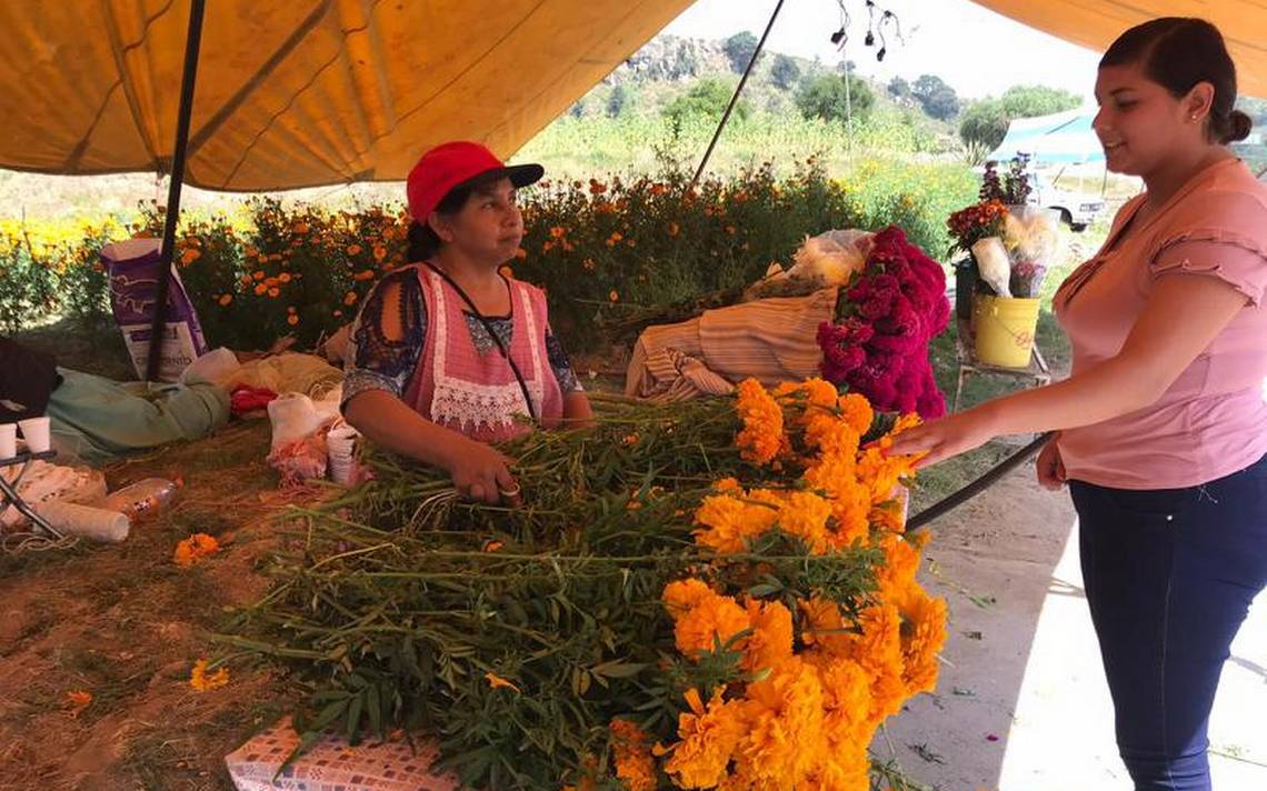 Bajarán ventas de flor de cempasúchil, dicen productores - El Sol de  Tlaxcala | Noticias Locales, Policiacas, sobre México, Tlaxcala y el Mundo