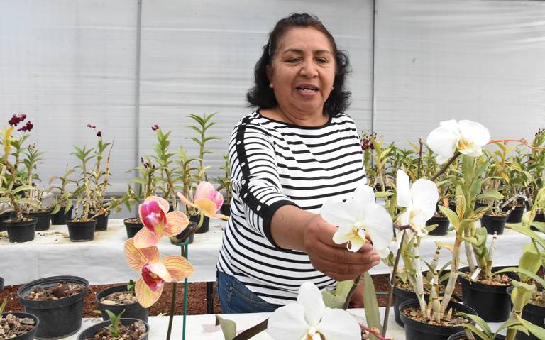 Prevén que orquídeas aumenten de precio - El Sol de Tlaxcala | Noticias  Locales, Policiacas, sobre México, Tlaxcala y el Mundo