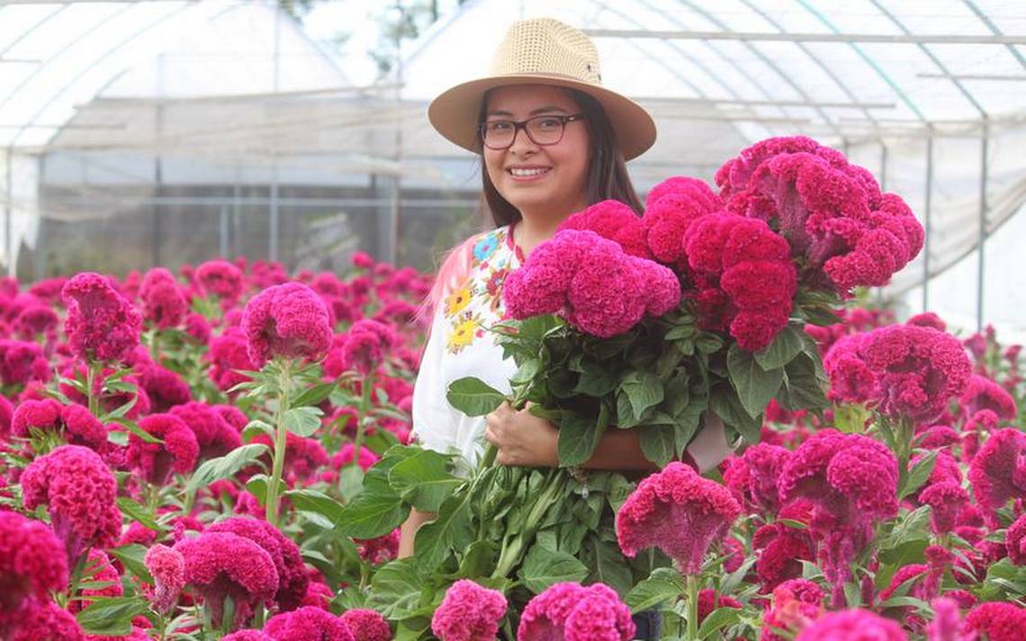 Lista producción de flores en Tepeyanco - El Sol de Tlaxcala | Noticias  Locales, Policiacas, sobre México, Tlaxcala y el Mundo