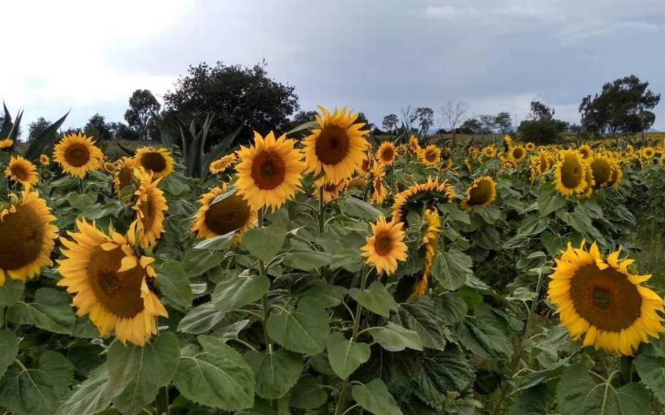 Cultivo de girasol ayuda a mejorar la producción de miel, en Nanacamilpa -  El Sol de Tlaxcala | Noticias Locales, Policiacas, sobre México, Tlaxcala y  el Mundo