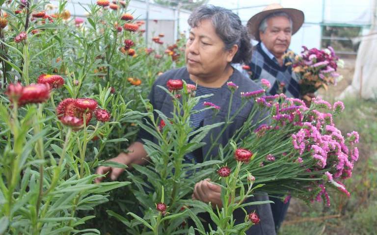 Flor “Inmortal”, opción para San Valentín - El Sol de Tlaxcala | Noticias  Locales, Policiacas, sobre México, Tlaxcala y el Mundo