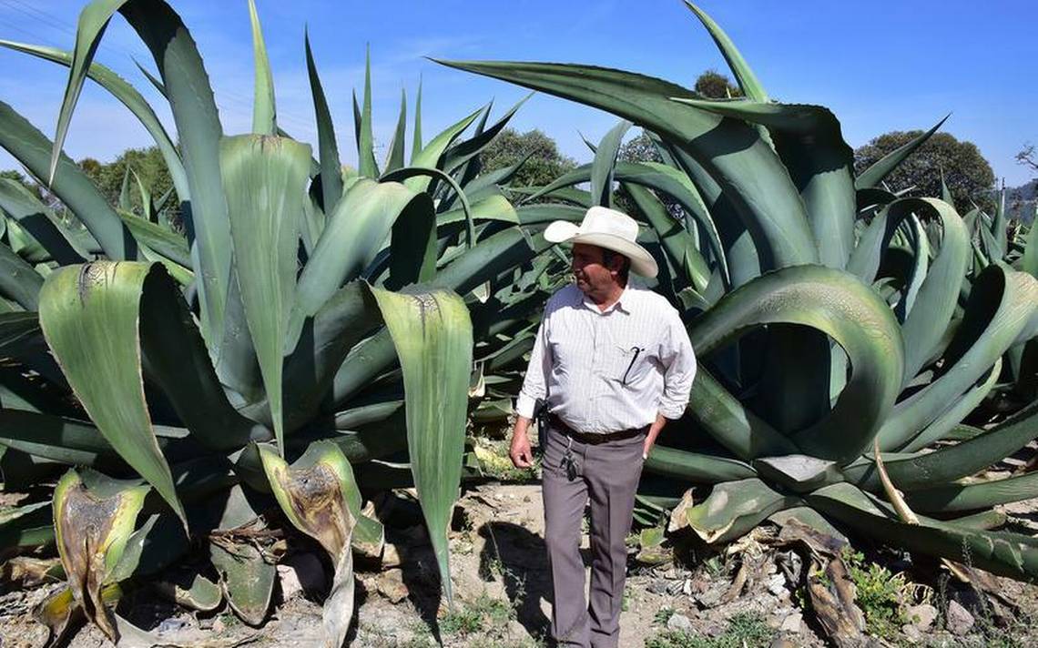 Esperan más apoyos para producir maguey El Sol de Tlaxcala Noticias