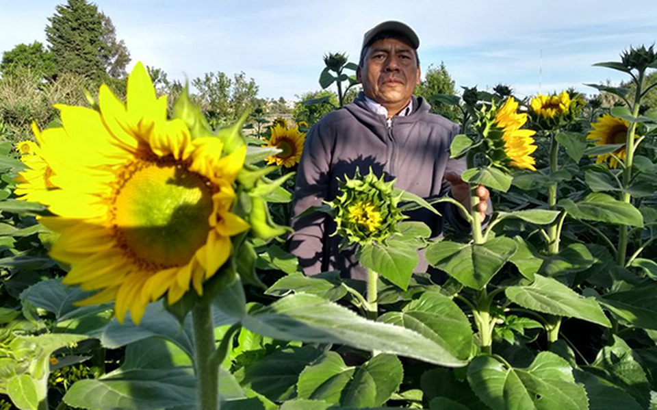 Girasoles, alternativa a rosas y orquídeas en Día de la Madre - El Sol de  Tlaxcala | Noticias Locales, Policiacas, sobre México, Tlaxcala y el Mundo