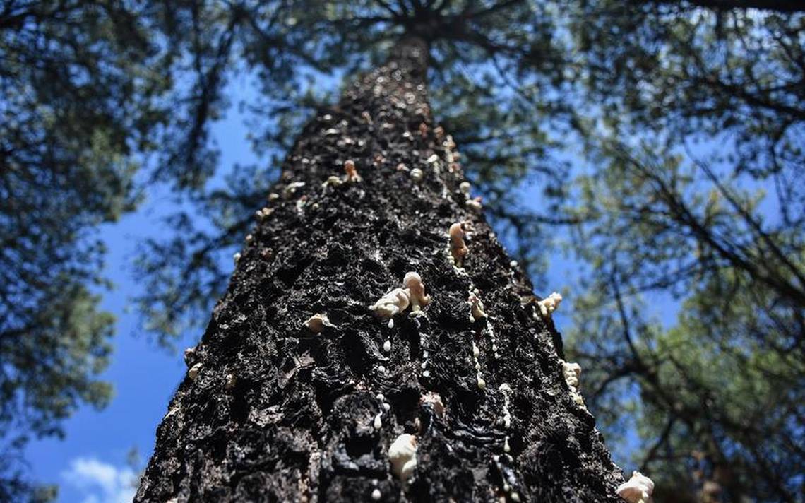 Grave daño forestal por el gusano descortezador; destruye miles de árboles  - El Sol de Tlaxcala | Noticias Locales, Policiacas, sobre México, Tlaxcala  y el Mundo