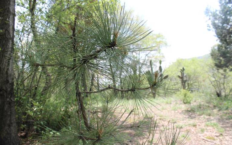 Exhorta el Congreso Agrario Permanente a la siembra de árboles - El Sol de  Tlaxcala | Noticias Locales, Policiacas, sobre México, Tlaxcala y el Mundo