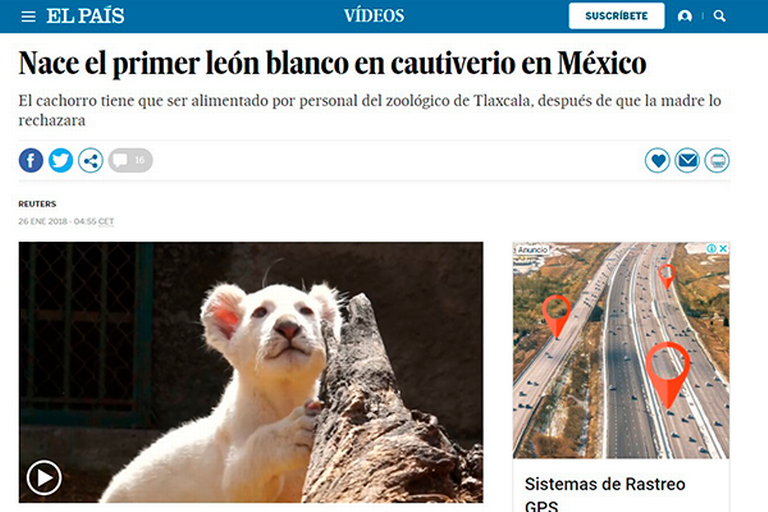 Leones blancos han sido noticia mundial - El Sol de Tlaxcala | Noticias  Locales, Policiacas, sobre México, Tlaxcala y el Mundo