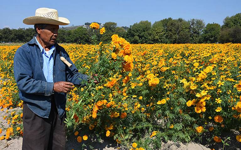 Comienza la venta de flor de muerto - El Sol de Tlaxcala | Noticias  Locales, Policiacas, sobre México, Tlaxcala y el Mundo