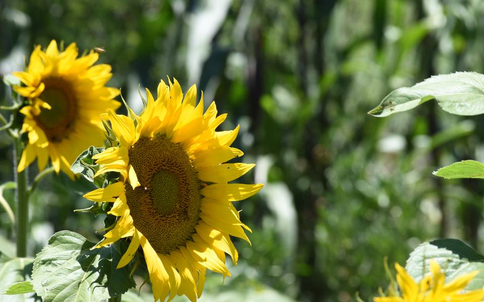 Venderán mil 400 toneladas de girasol a empresa PepsiCo - El Sol de  Tlaxcala | Noticias Locales, Policiacas, sobre México, Tlaxcala y el Mundo