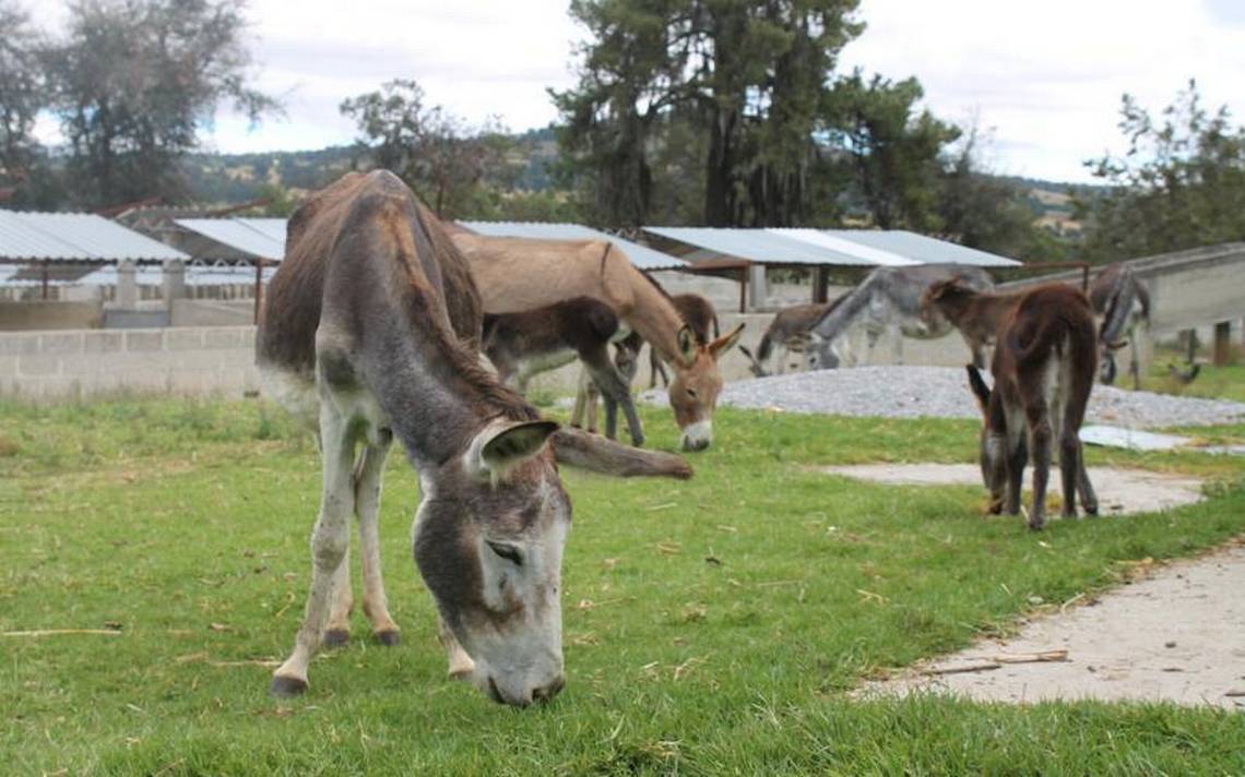 Granja de Españita “jubila” a jumentos; les da una segunda oportunidad  burros de en Tlaxcala - El Sol de Tlaxcala | Noticias Locales, Policiacas,  sobre México, Tlaxcala y el Mundo