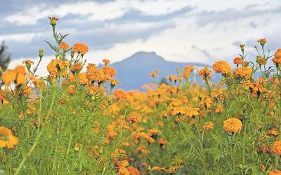 Listas, flores para el Día de Muertos en Tlaxcala - El Sol de Tlaxcala |  Noticias Locales, Policiacas, sobre México, Tlaxcala y el Mundo