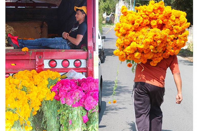 Para Día de Muertos, producen flores de calidad en la entidad - El Sol de  Tlaxcala | Noticias Locales, Policiacas, sobre México, Tlaxcala y el Mundo