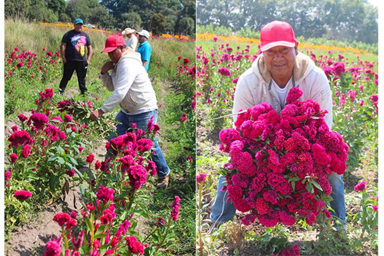 Para Día de Muertos, producen flores de calidad en la entidad - El Sol de  Tlaxcala | Noticias Locales, Policiacas, sobre México, Tlaxcala y el Mundo