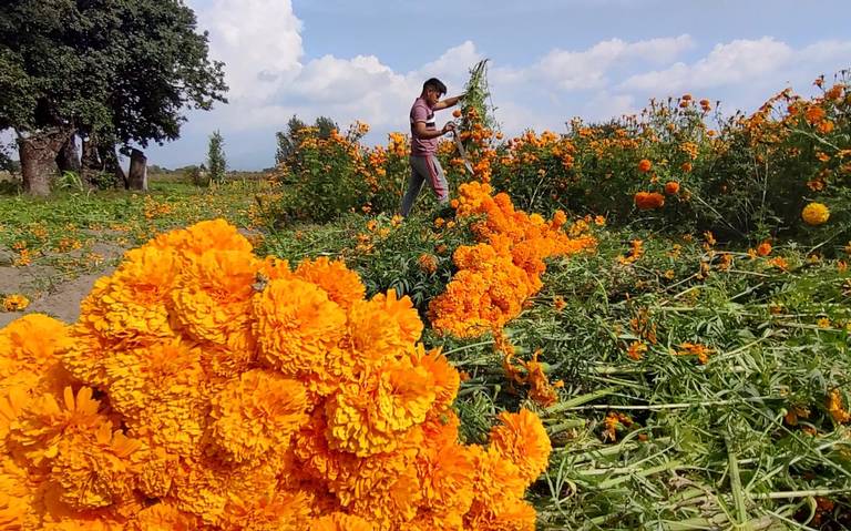 En Tepeyanco, productores realizan el corte de flor de Cempasúchil - El Sol  de Tlaxcala | Noticias Locales, Policiacas, sobre México, Tlaxcala y el  Mundo