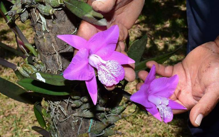 Orquídea, una flor endémica de Belén Atzitzimititlán, Apetatitlán - El Sol  de Tlaxcala | Noticias Locales, Policiacas, sobre México, Tlaxcala y el  Mundo