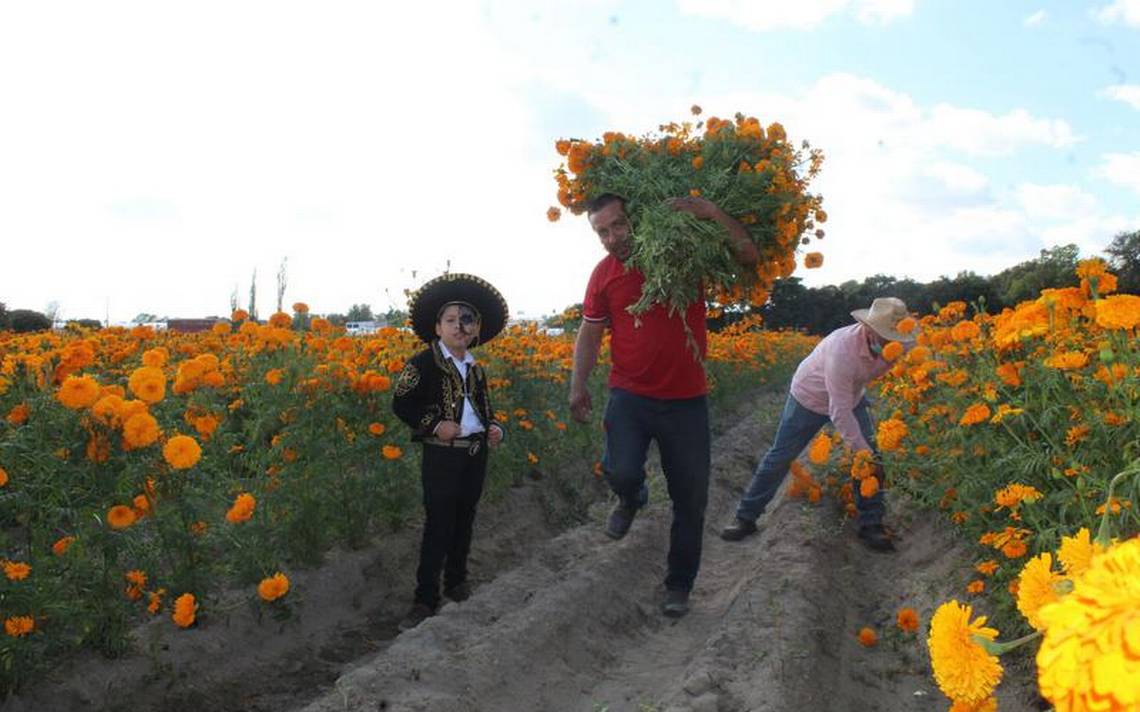Registran productores alta demanda en flor de cempasúchil y terciopelo - El  Sol de Tlaxcala | Noticias Locales, Policiacas, sobre México, Tlaxcala y el  Mundo